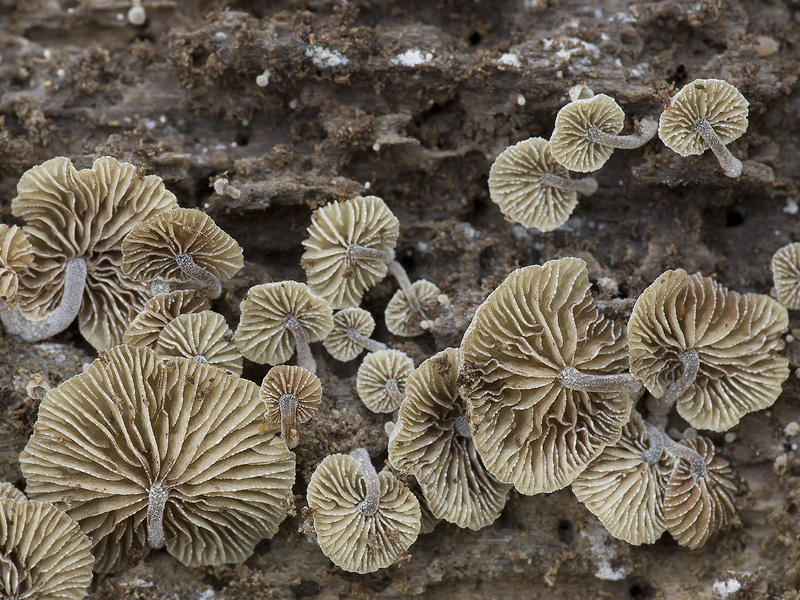 Simocybe coniophora
